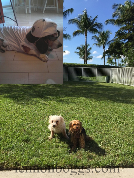a hound, a bishon, and a terrier.